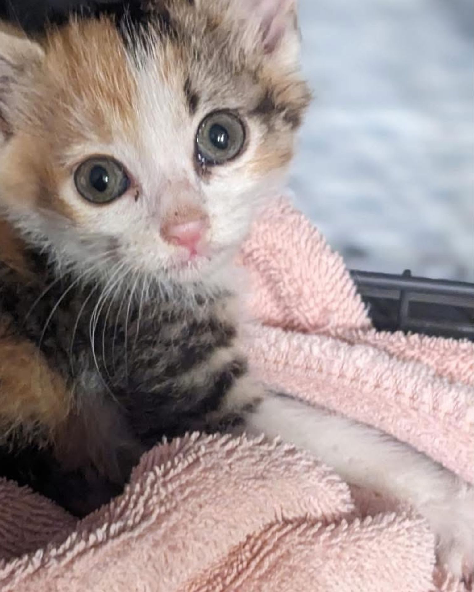 kitty
