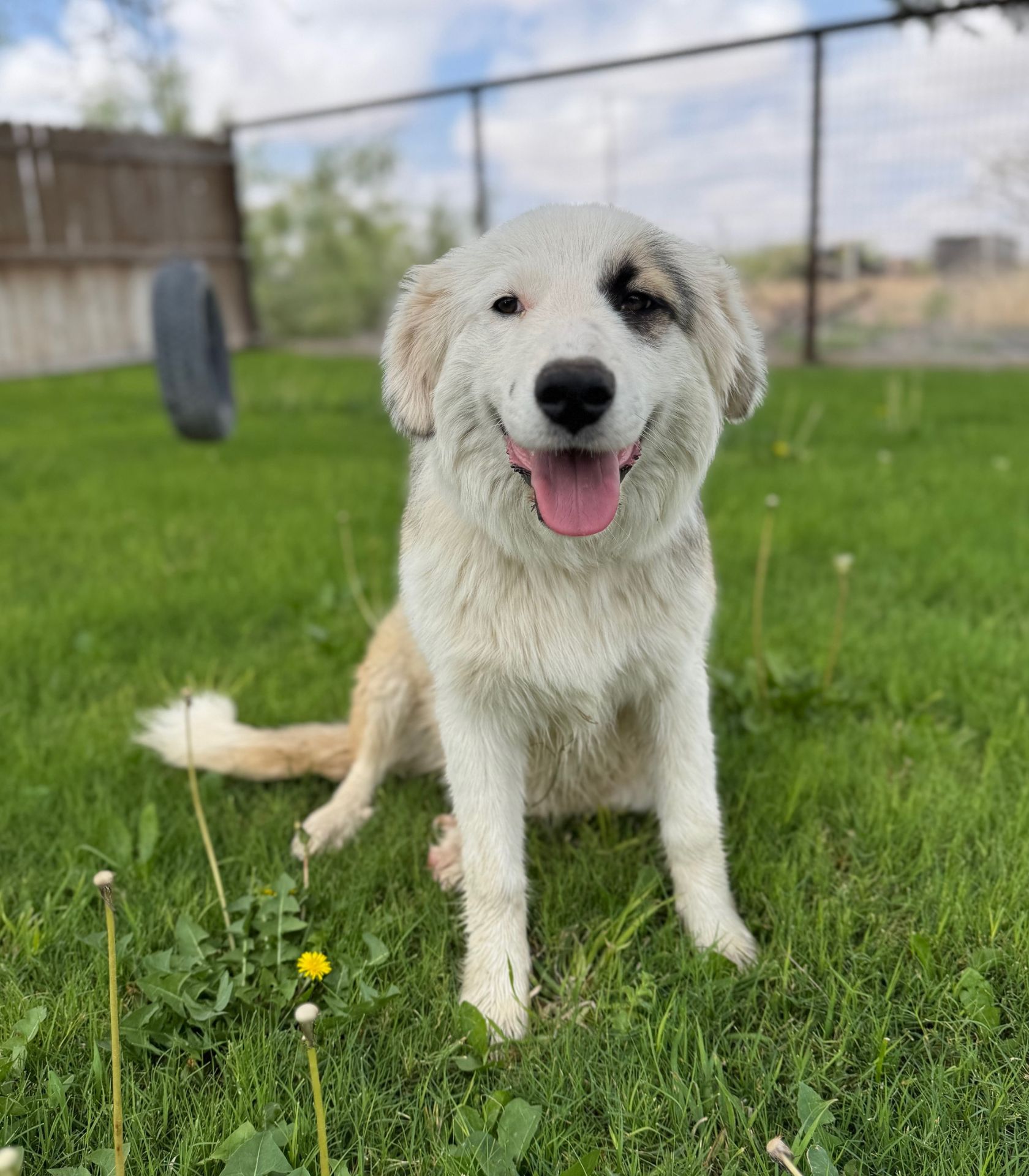 puppy in the grass