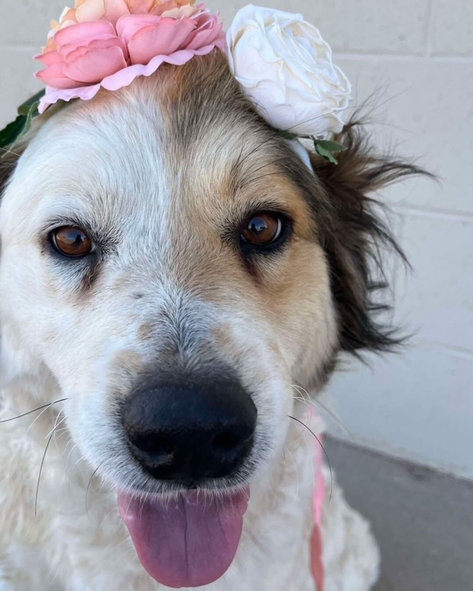 puppy with a hat