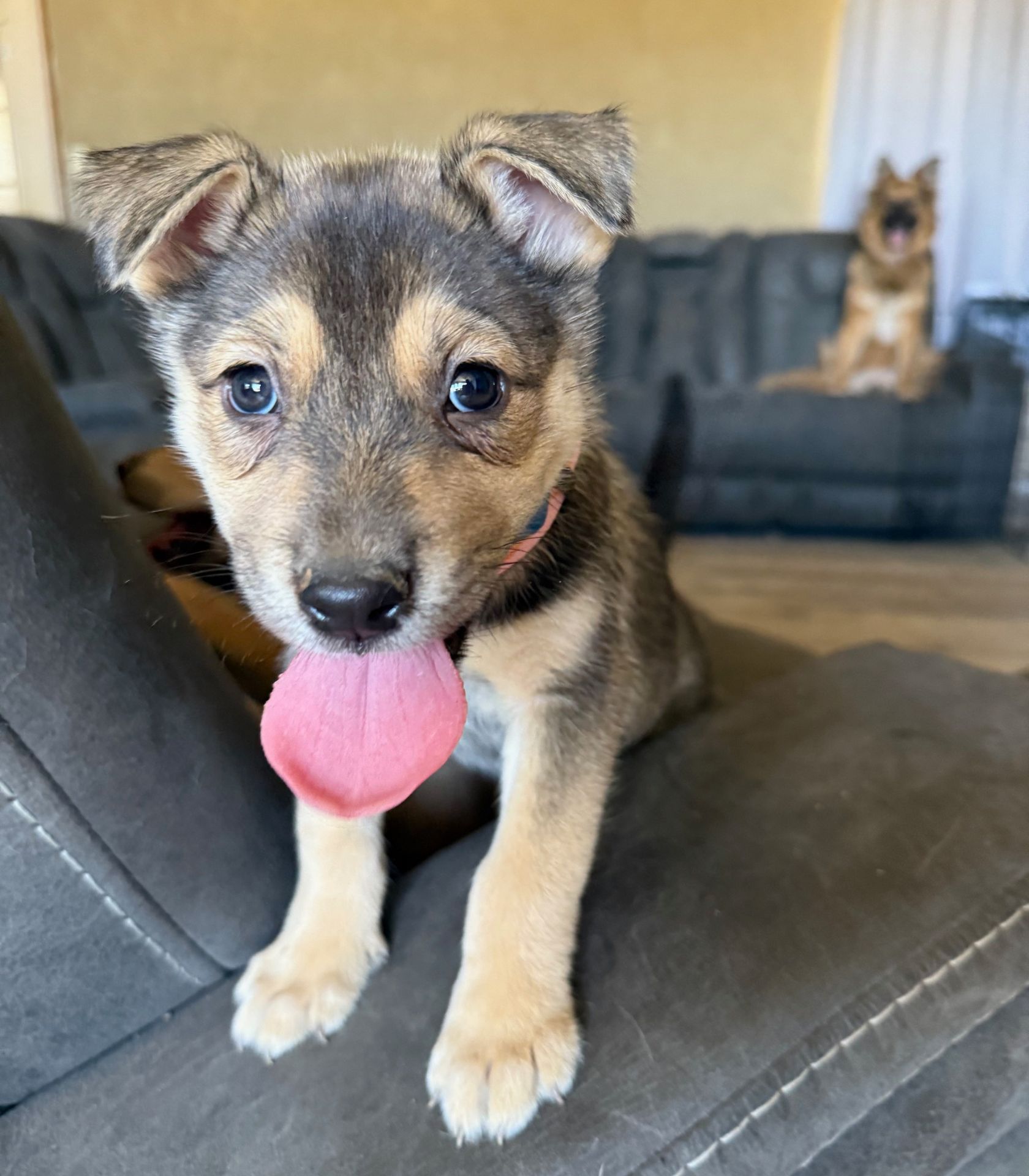 puppy