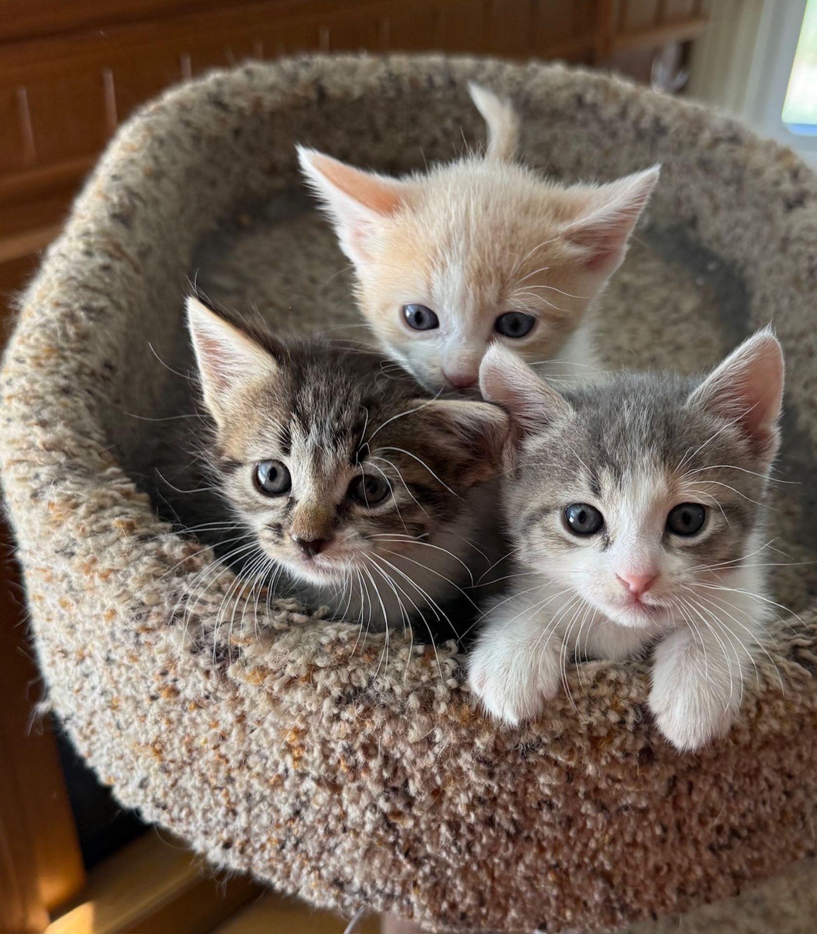 kitties