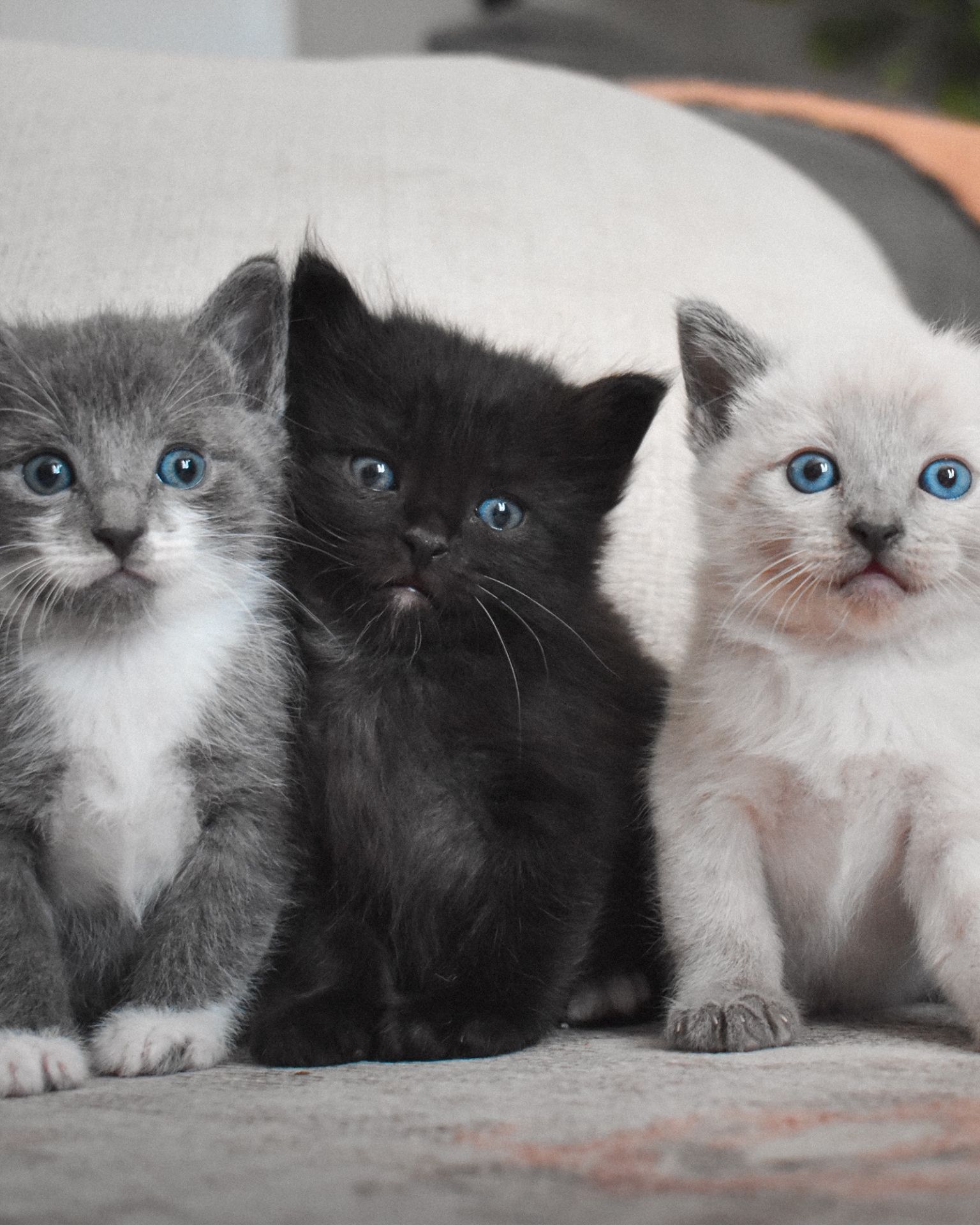 kitties
